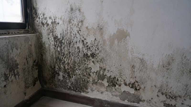Tường nhà bị ẩm mốc do độ ẩm cao, ảnh hưởng sức khỏe gia đình Tường nhà bị ẩm mốc do độ ẩm cao, ảnh hưởng sức khỏe gia đình